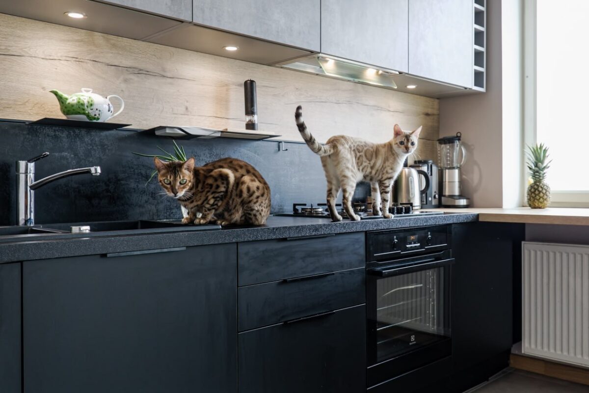 black modern kitchen -3